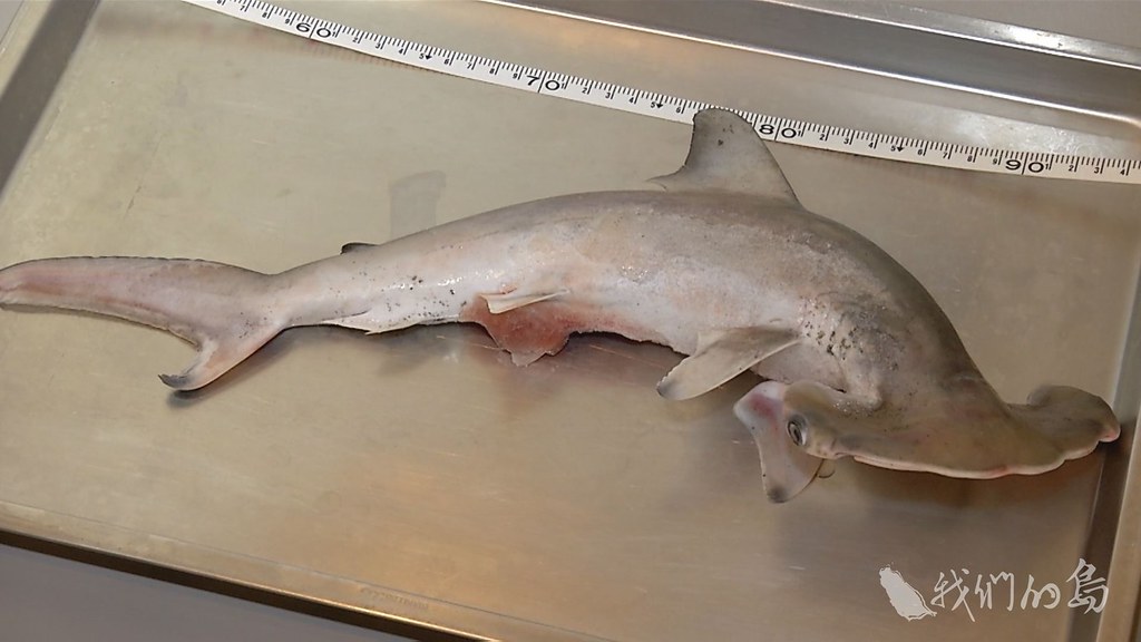975-1-14國際瀕危物種紅肉ㄚ髻鮫。