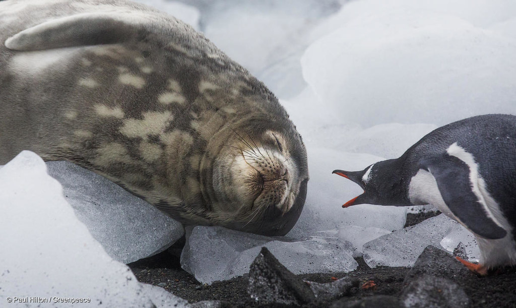 南極是企鵝、海豹與許多動物的家。圖片來源：綠色和平