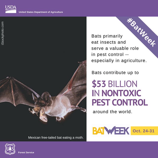 Bat Week infographic