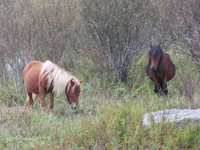 At most, the herd has reached up to 120 wild ponies, but during harsh winters, it has dwindled to about 45 ponies. Grayson Highlands State Park, Va