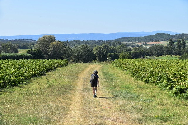 Walking between vines, Drome Provencal, France