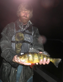 Photo of biologist holding a nice yellow perch.