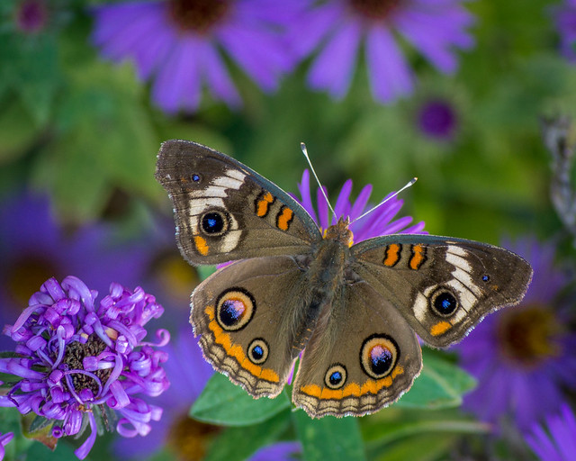 Butterfly, Common Buckeye, Buckeye, Garden, Nature, Macro