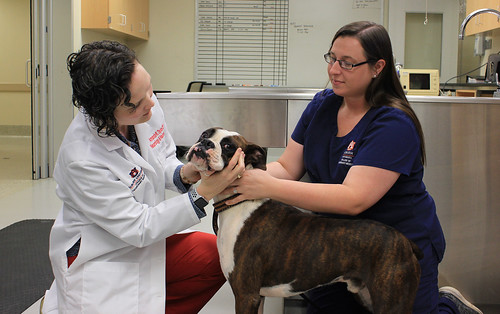 Dr. Amanda Taylor performs an exam on Hardy, a 2.5-year-old boxer