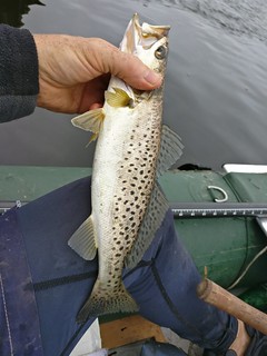 Photo of Speckled trout