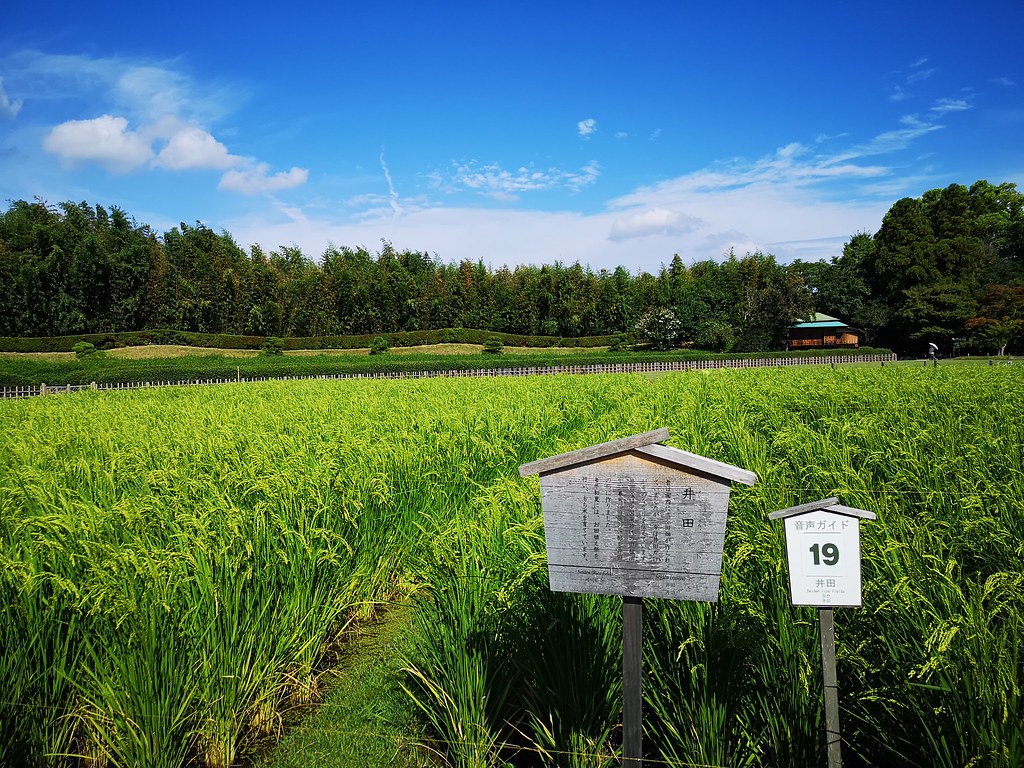 Rice paddy field within a garden.