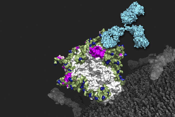 Artistic rendition of antibodies targeting "gaps" in the HIV virus's sugar shield.