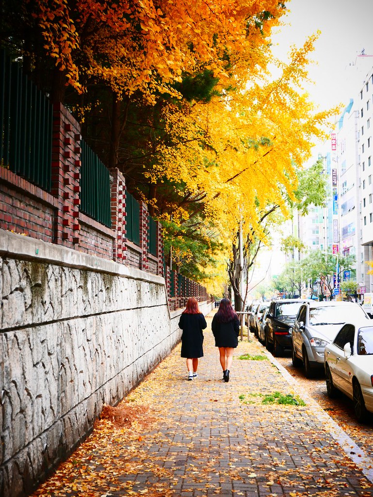 Fall leaves in South Korea