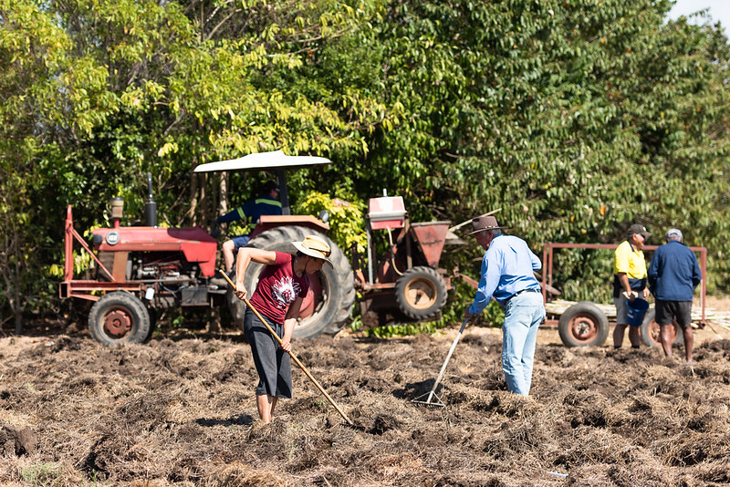 Artist Kim Williams and farmer Allan McLean rake soil over the planted cane billets