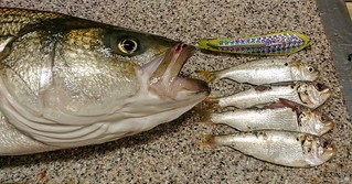 Photo of striped bass with smaller fish