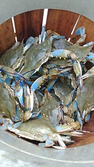 Photo of A bushel basket of nice crabs.