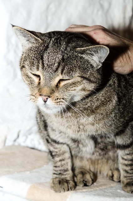 Bandit, gato pardo ojos verdes súper bueno esterilizado, nacido en Marzo´16, en adopción. Valencia. ADOPTADO. 32377528228_0b92b1ab3d_z