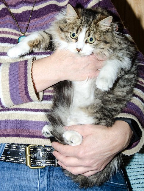 Potter, gato blanquipardo cruce con persa esterilizado, nacido en Julio´18, en adopción. Valencia. ADOPTADO. 45336803885_b7ea72a563_z