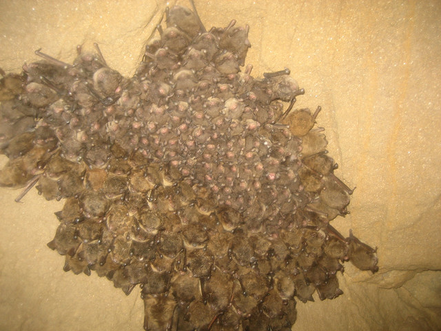 Mixed cluster of hibernating little brown and Indiana bats