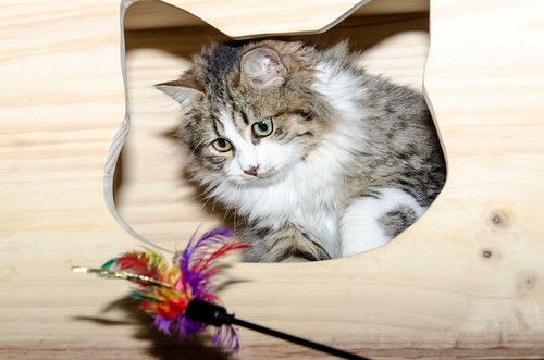 Potter, gato blanquipardo cruce con persa esterilizado, nacido en Julio´18, en adopción. Valencia. ADOPTADO. 46249799511_90ec8760da