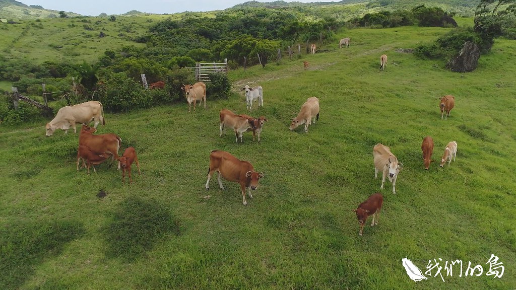 位在國境之南的墾丁牧場，是保存台灣黃牛珍貴種原的基地。