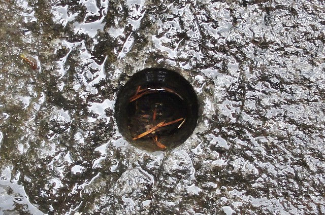 A hole left by a core sample drill in the gabbro at Parker Creek Falls. 