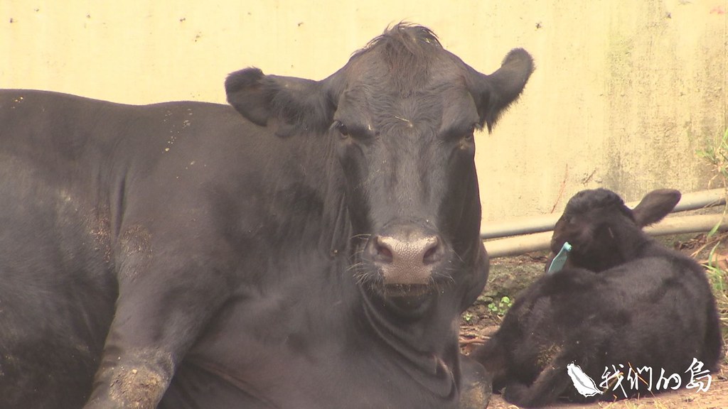 2017年，一批全身披著黑毛的純種安格斯牛，遠從澳洲來到台灣。