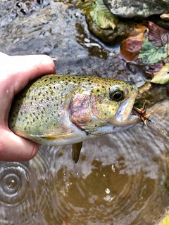 Photo of Rainbow trout in hand