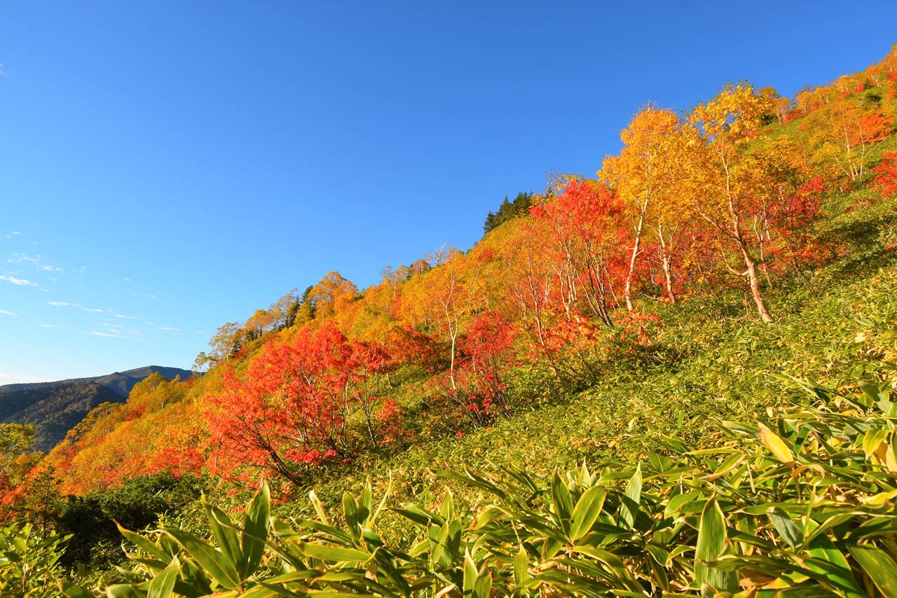 焼岳の紅葉風景