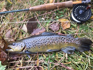 Photo of brown trout with fly rod
