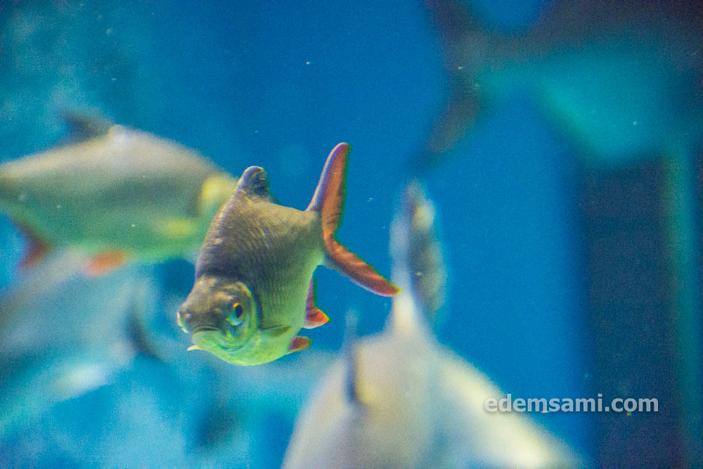 Таиланд Супханбури аквариум Бынг Чавак