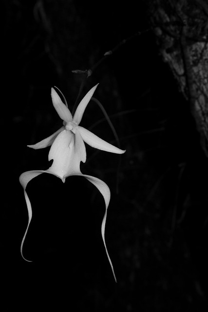 ghost orchid 3