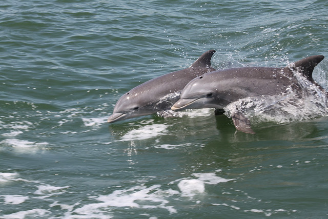 Virginia Beach Dolphins