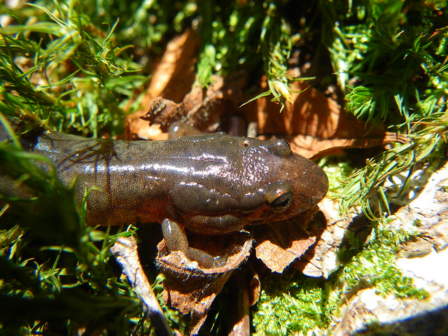 GSMNP Salamander