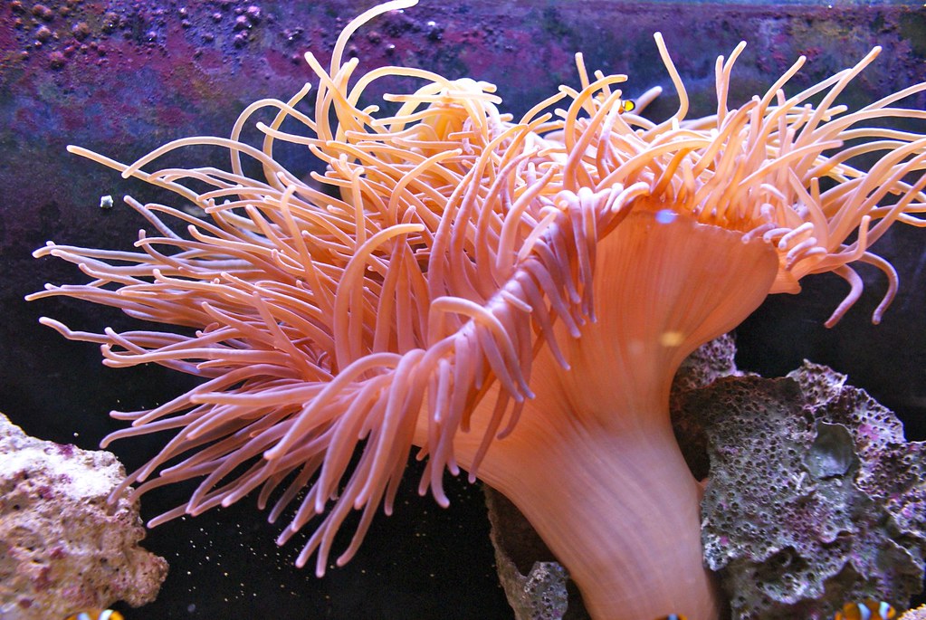 Superbe éponge marine ou tout autre animal ressemblant à un végétal à l'aquarium de Lyon