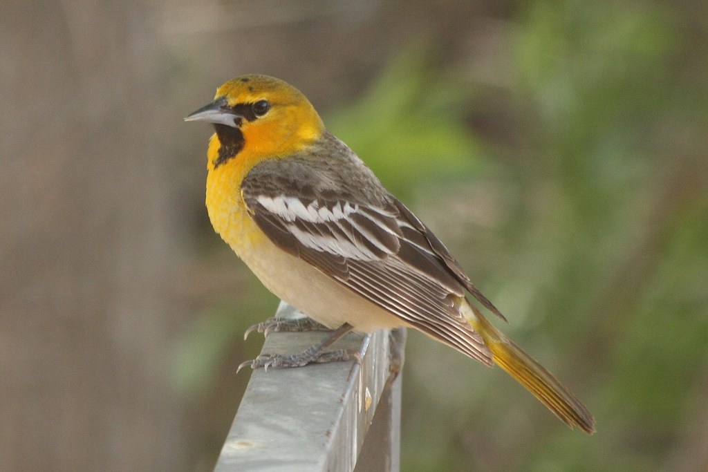 Bullock's Oriole | Young male? Bosque del Apache NWR, NM. 16… | Flickr