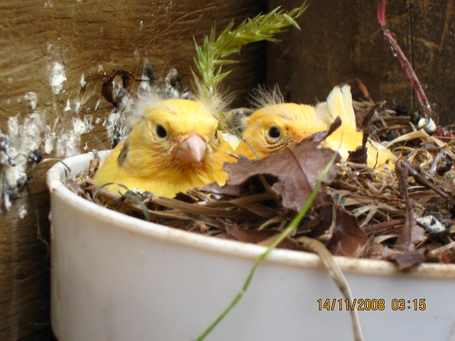 Three week old canaries