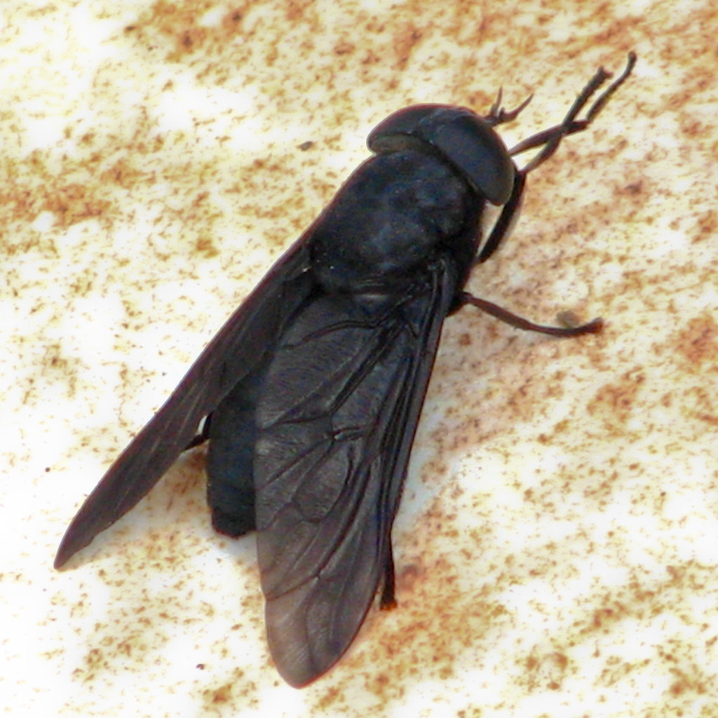 fly florida