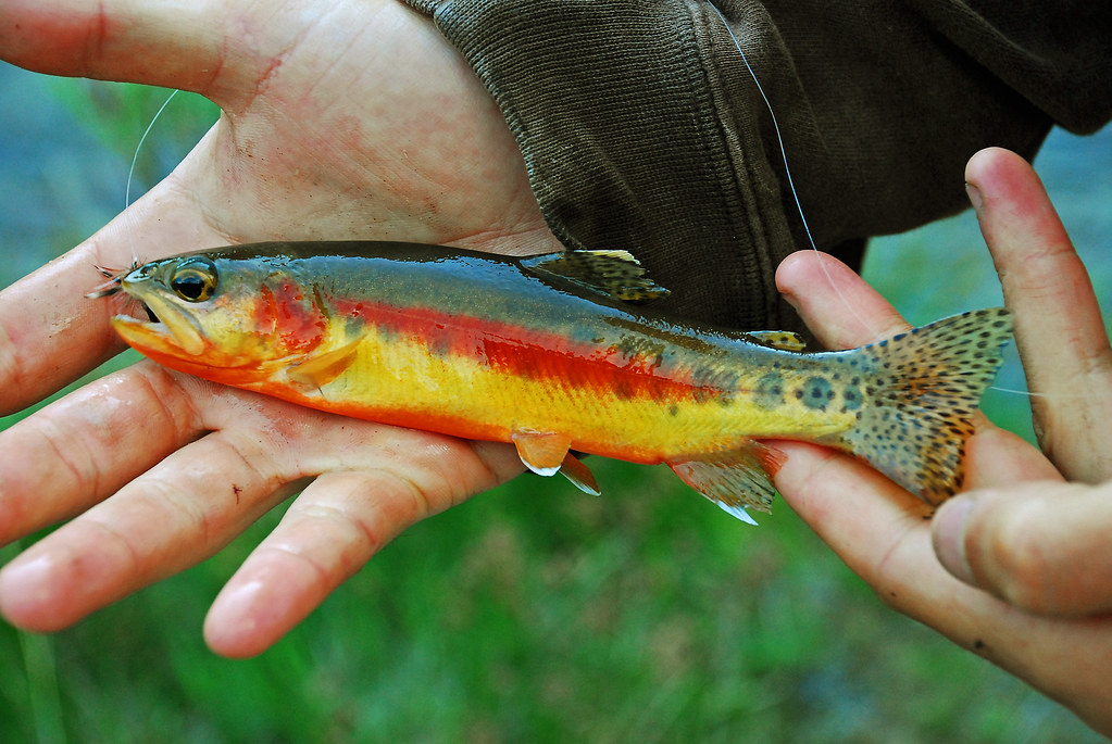 fishing planet colorado farming unique golden trout
