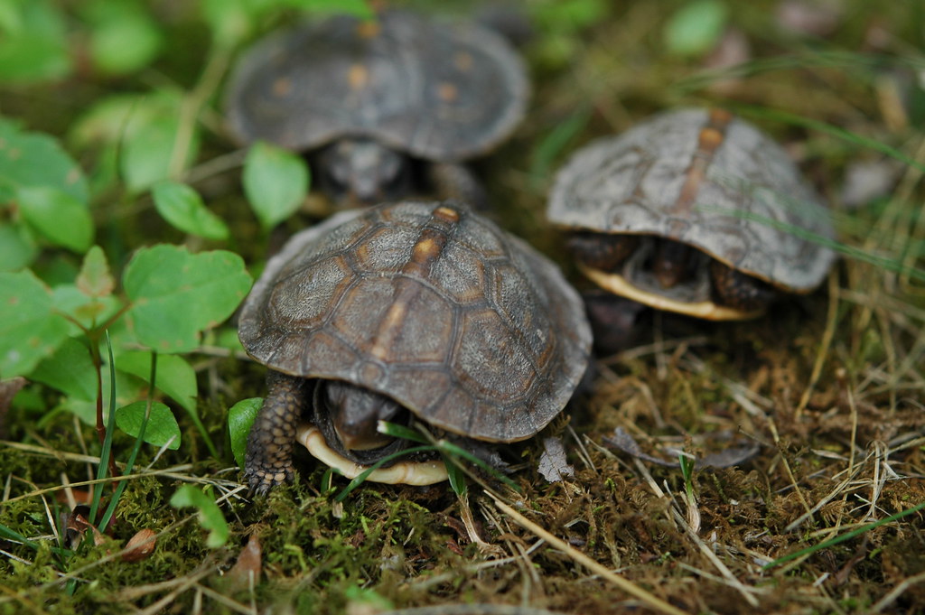 Baby Turtles 034 | These Are The Three Baby Turtles I Found … | Flickr