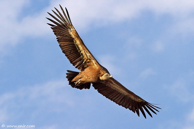 The (Eurasian) Griffon Vulture Eagle | Gamla, Golan heights … | Flickr