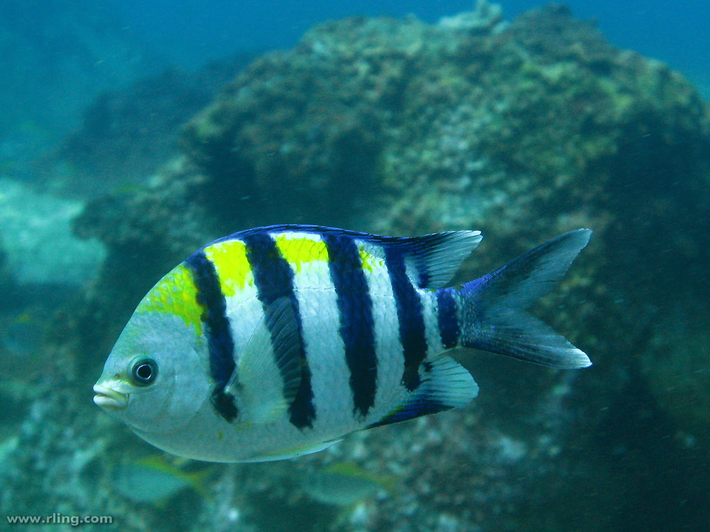 Image result for sergeant major fish