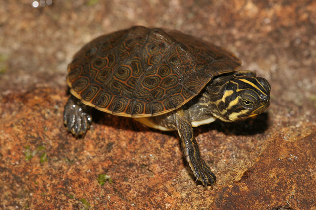 Pseudemys concinna concinna | Hatchling Eastern River Cooter… | Flickr