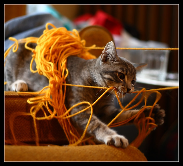 Playing With Cats Can Decrease Stress Articles Playing With Cats Can Decrease Stress Articles