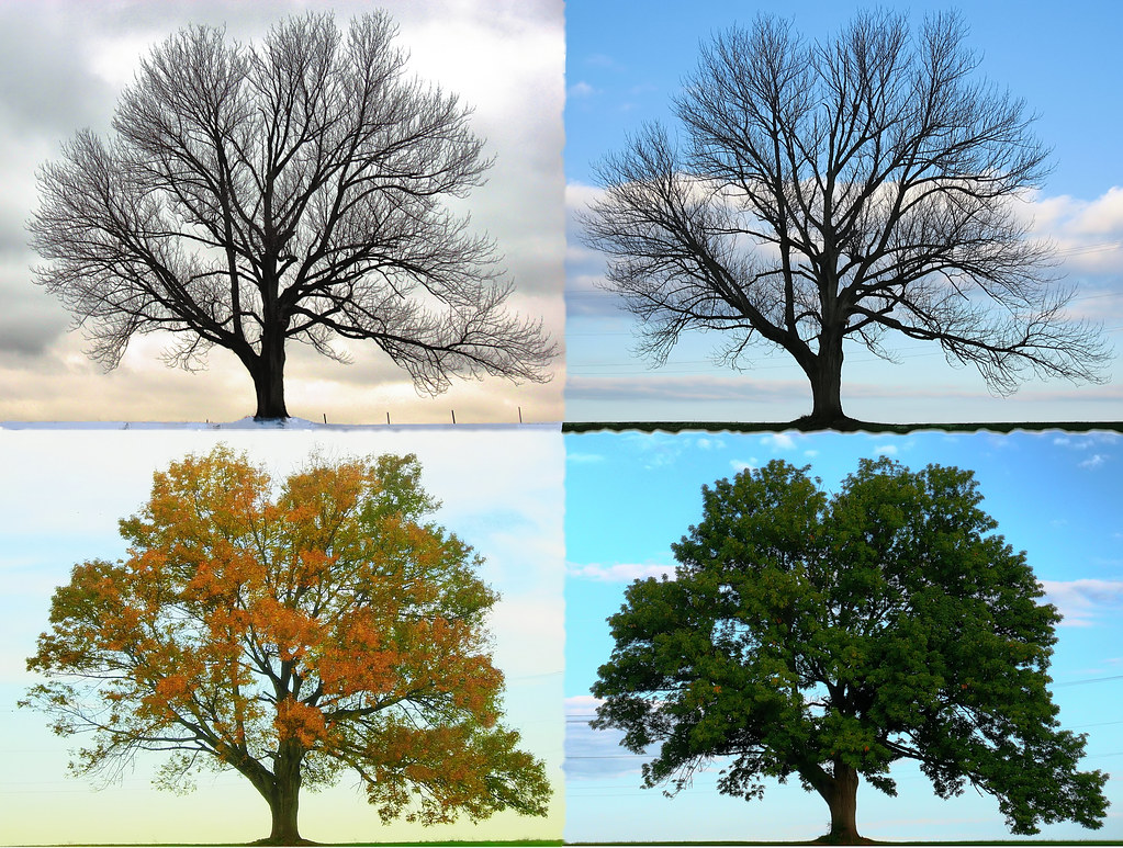 Linden Tree in Four Seasons - Stock Image - C017/3278 