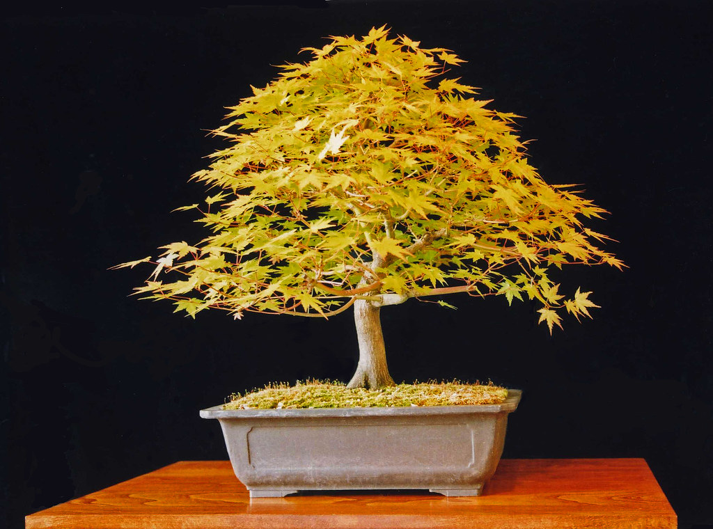 Learn how to take care of your japanese maple bonsai tree. 