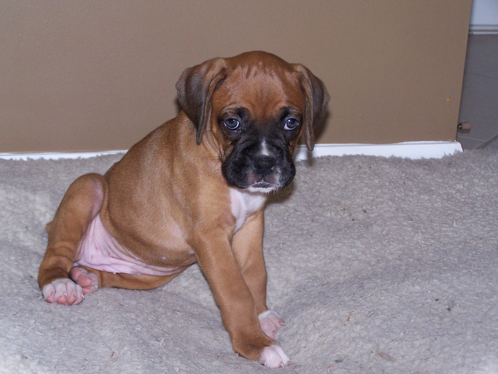 Lady- 6 wks old boxer puppy | Our 6 week old boxer puppy Lad… | Flickr