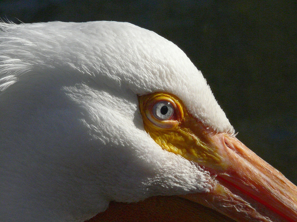 Eye of the Pelican | This is the male American White Pelican… | Flickr1024 x 768