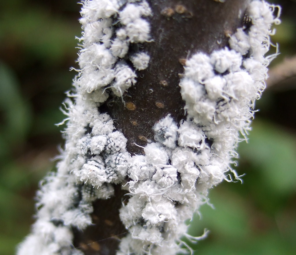 Woolly Alder Aphids | Order Hemiptera (True Bugs, Cicadas, H… | Flickr