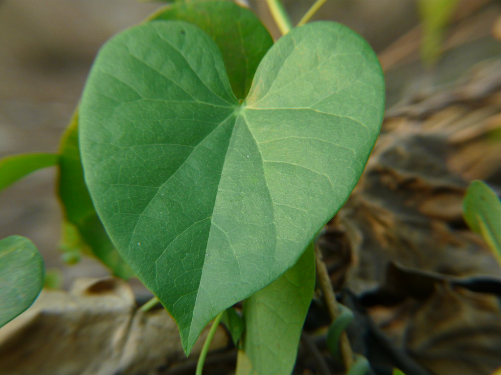 Tippatige (Telugu తిప్పతీగె) Menispermaceae (moonseed