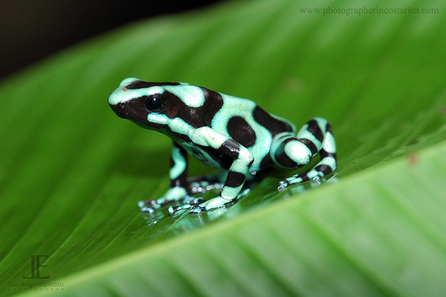 Poison Dart Frog dendrobates-auratus Costa Rica 1.5 centimetres (0.59