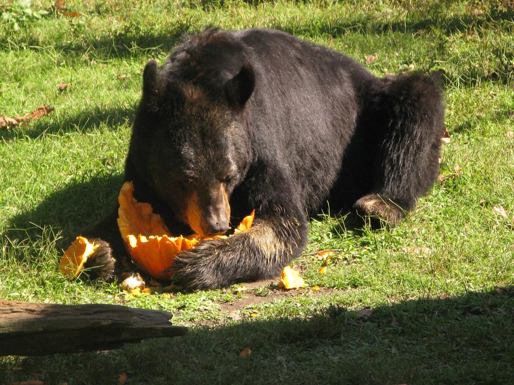 Питание медведя. Еда медведя. Луизианский черный медведь. Медведь за едой. Рацион медведя.