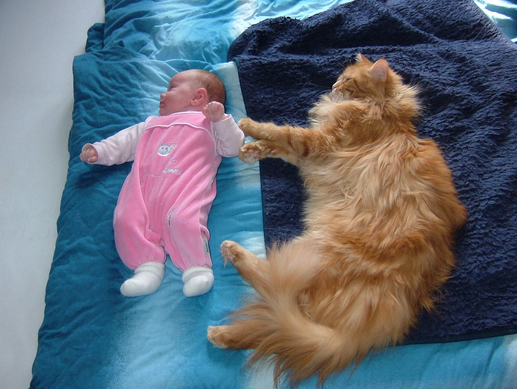 Maine Coon vs Baby Baby 2 month old Maine Coon 2 1/2 yea… Tanja