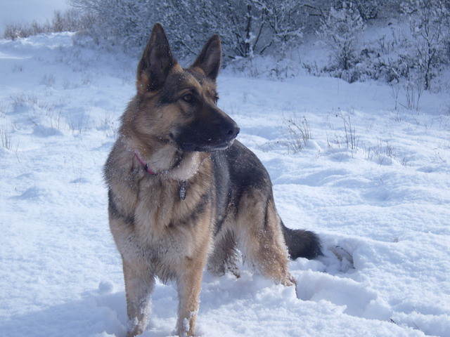 snow, german shepherd, dog, GSD | Robyn L | Flickr