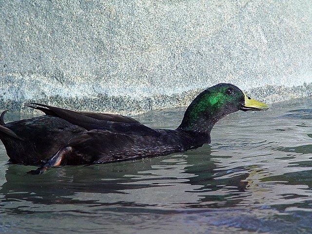 melanistic-mallard-a-black-duck-with-a-green-head-at-cone-flickr